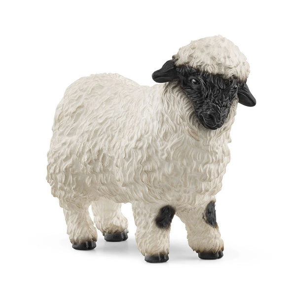 Blacknose Sheep