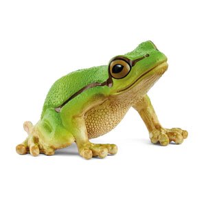 European Tree Frog