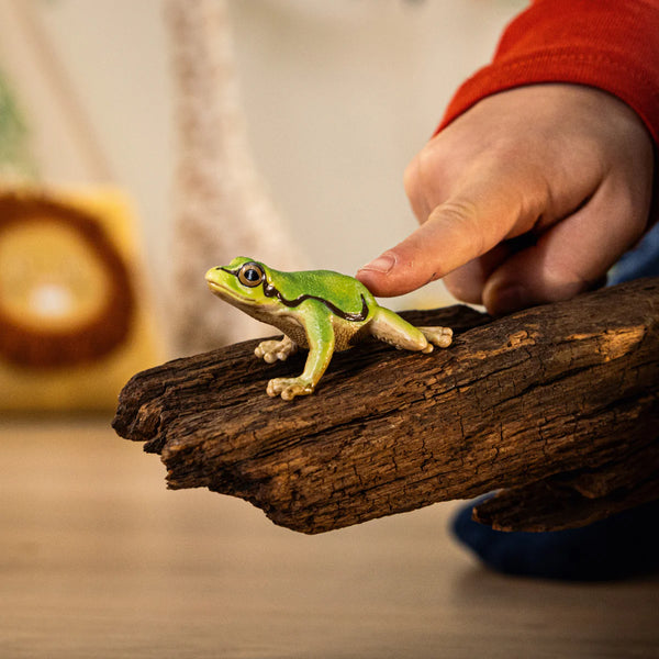 European Tree Frog