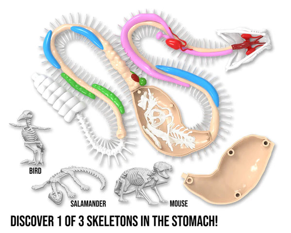 Dissect It | Rattle Snake Lab