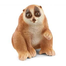 Slow Loris